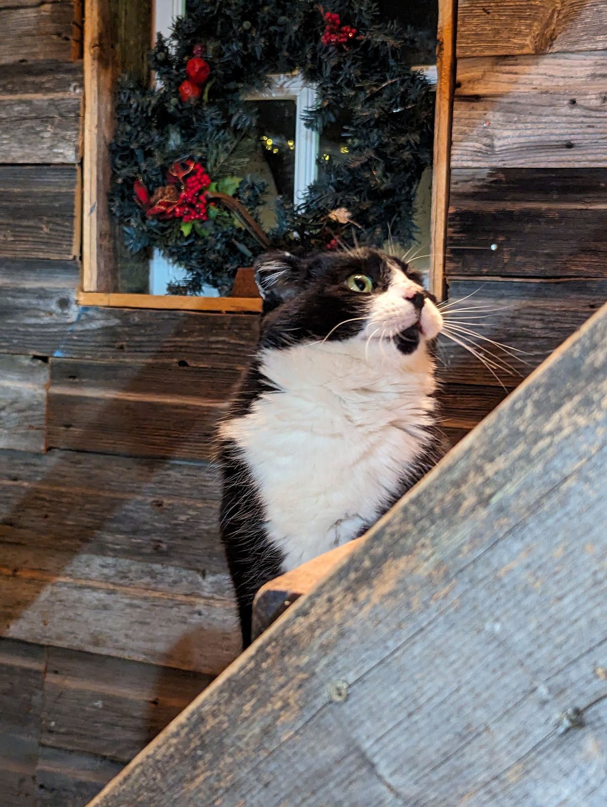 A barn cat peeking out from behind a wreath on the barn wall
